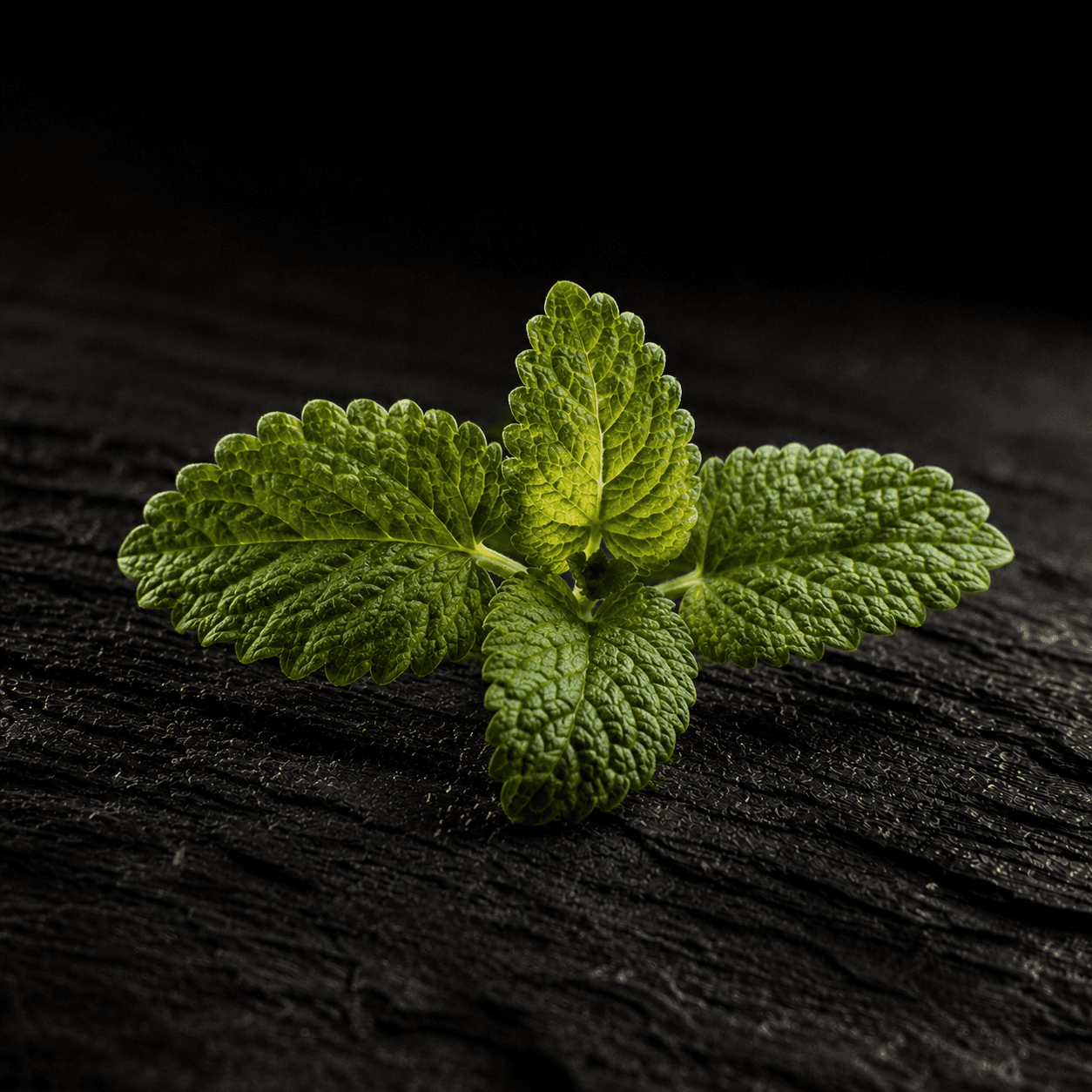 Macro shot of a fresh lemon balm sprig with warm edge light